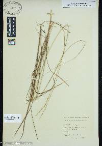 Panicum tenerum image