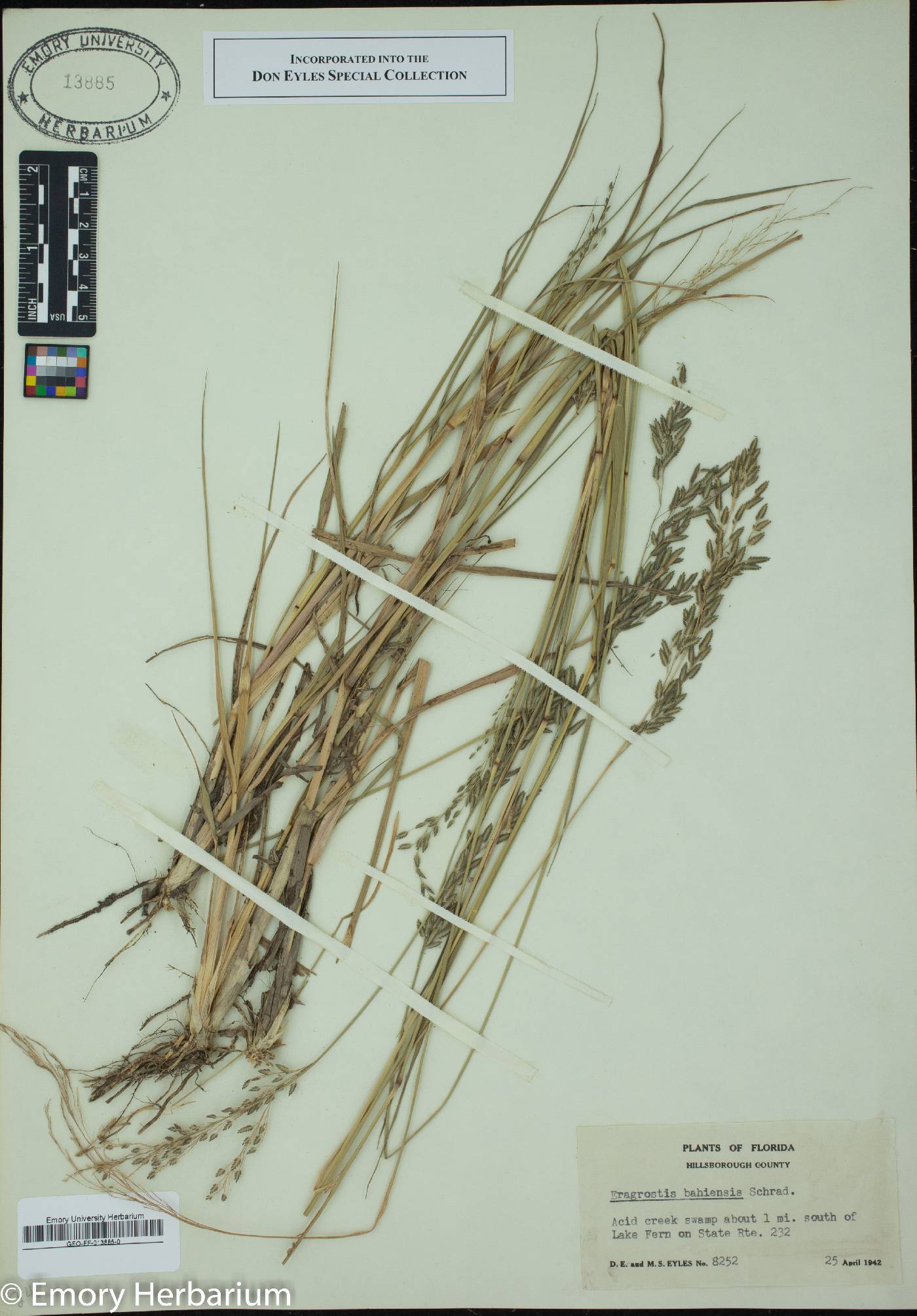 Eragrostis bahiensis image