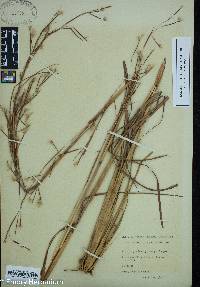 Andropogon brachystachyus image