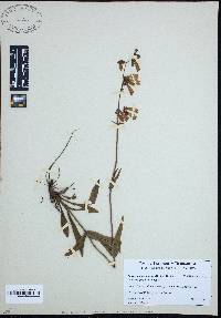 Penstemon canescens image