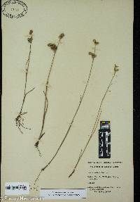 Juncus scirpoides image