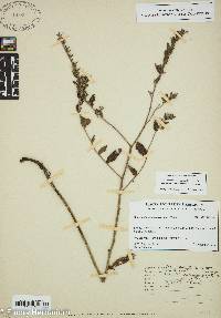 Onosmodium bejariense var. hispidissimum image