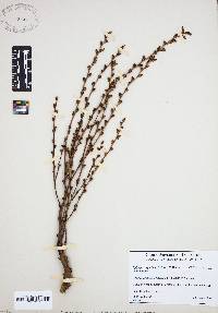 Epifagus virginiana image