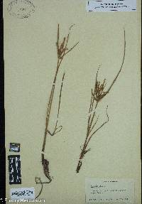 Cyperus iria image