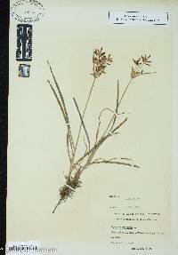 Cyperus rotundus image