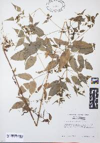 Bidens discoidea image