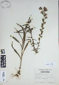 Liatris squarrulosa image