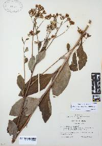Arnoglossum ovatum image