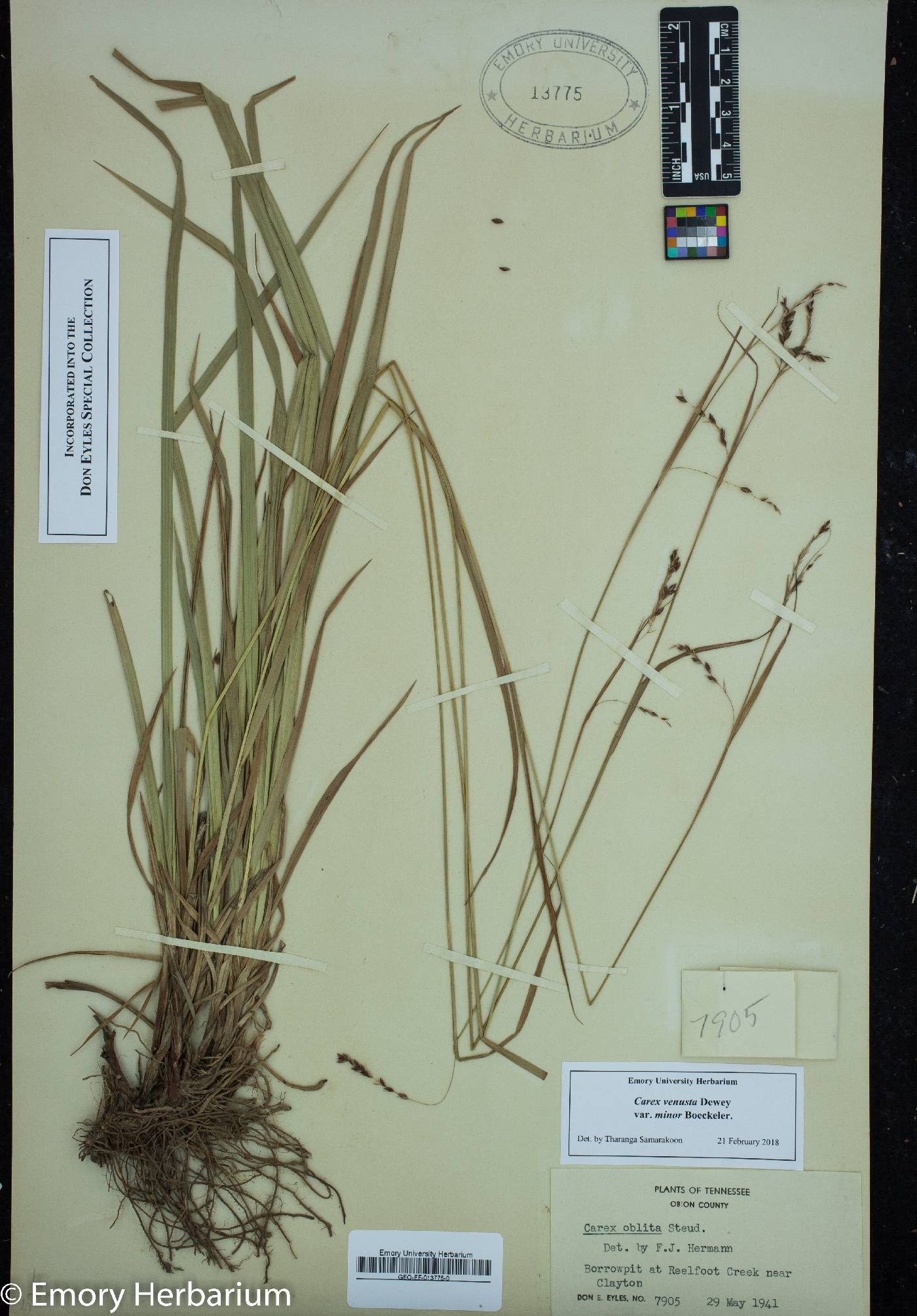 Carex venusta var. minor image