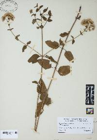 Eupatorium aromaticum image