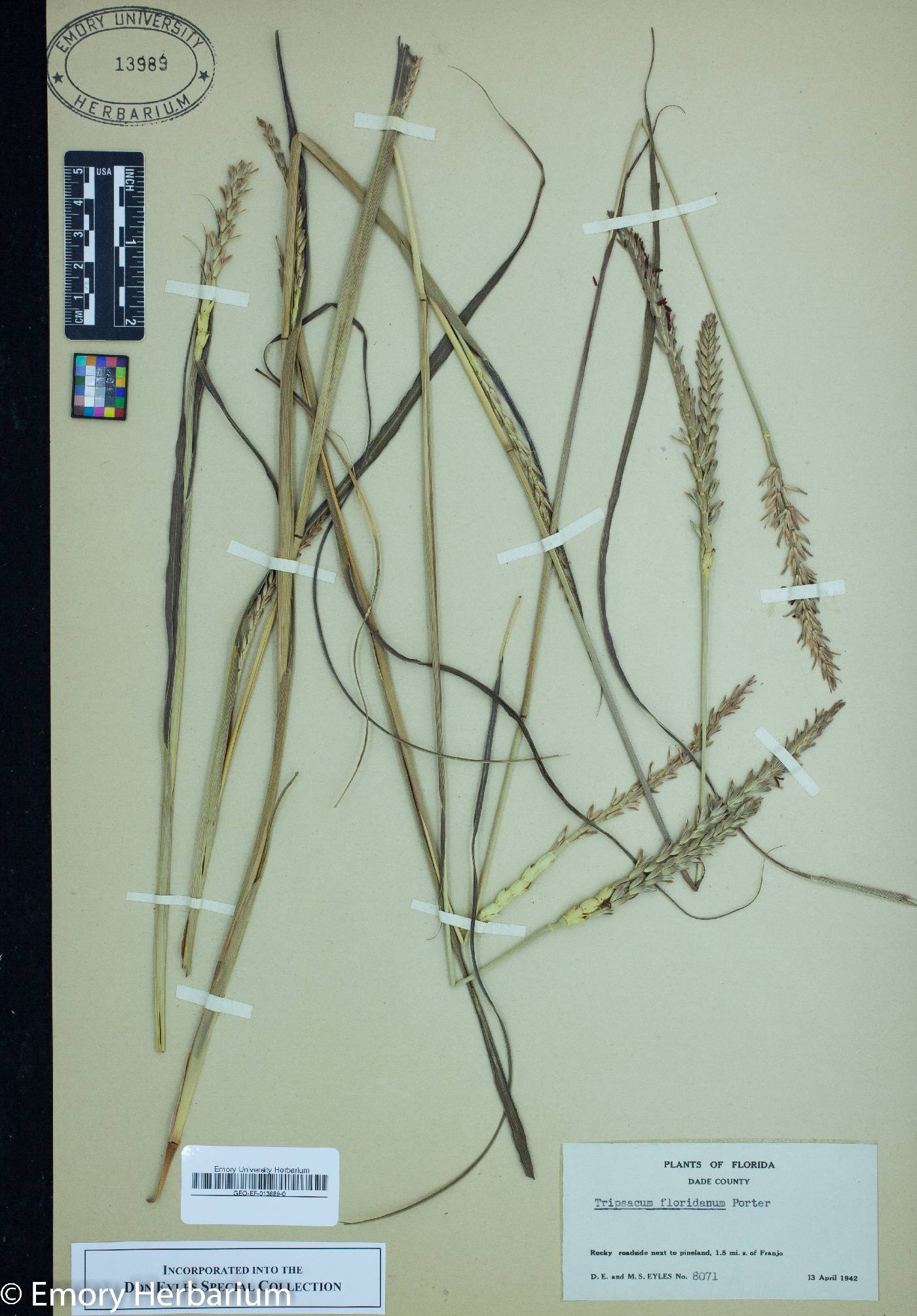 Tripsacum floridanum image