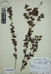 Lespedeza hirta image