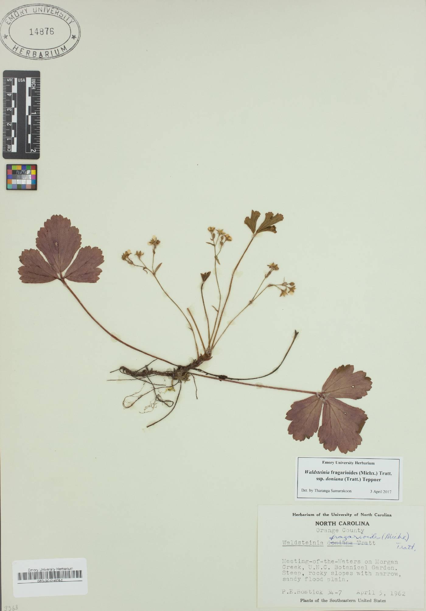 Waldsteinia fragarioides image