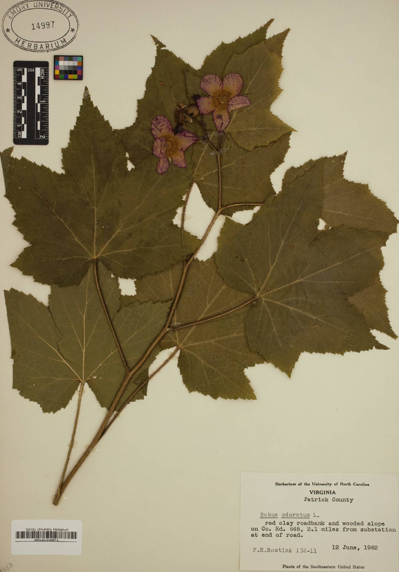 Rubus odoratus image