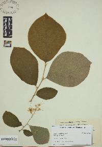 Styrax grandifolius image