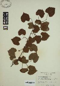 Vitis rotundifolia image