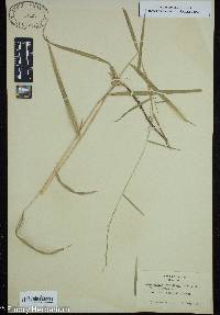 Muhlenbergia sobolifera image