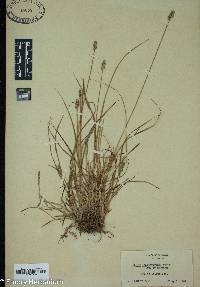 Carex leavenworthii image