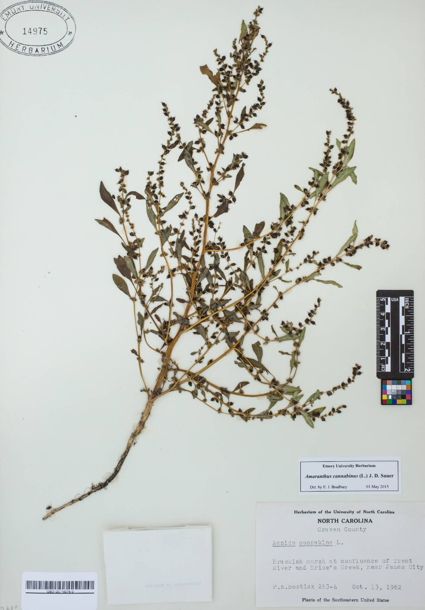 Amaranthus cannabinus image