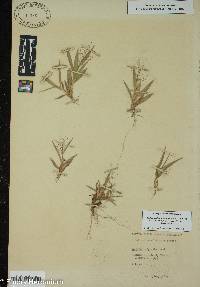 Dichanthelium strigosum var. glabrescens image