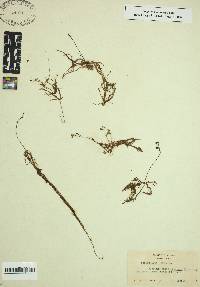 Utricularia gibba image