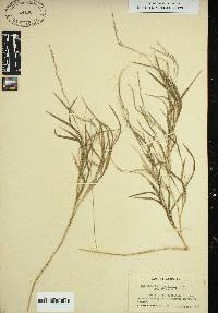 Muhlenbergia sylvatica image