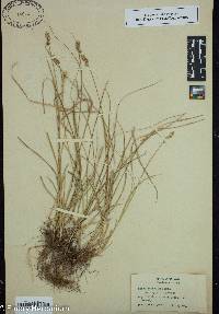 Carex retroflexa image