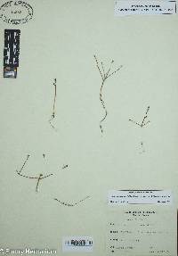 Portulaca umbraticola subsp. coronata image