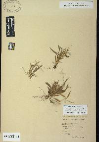 Dichanthelium strigosum var. leucoblepharis image