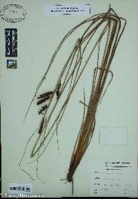 Carex glaucescens image