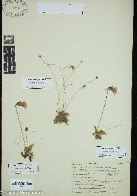 Pinguicula pumila image