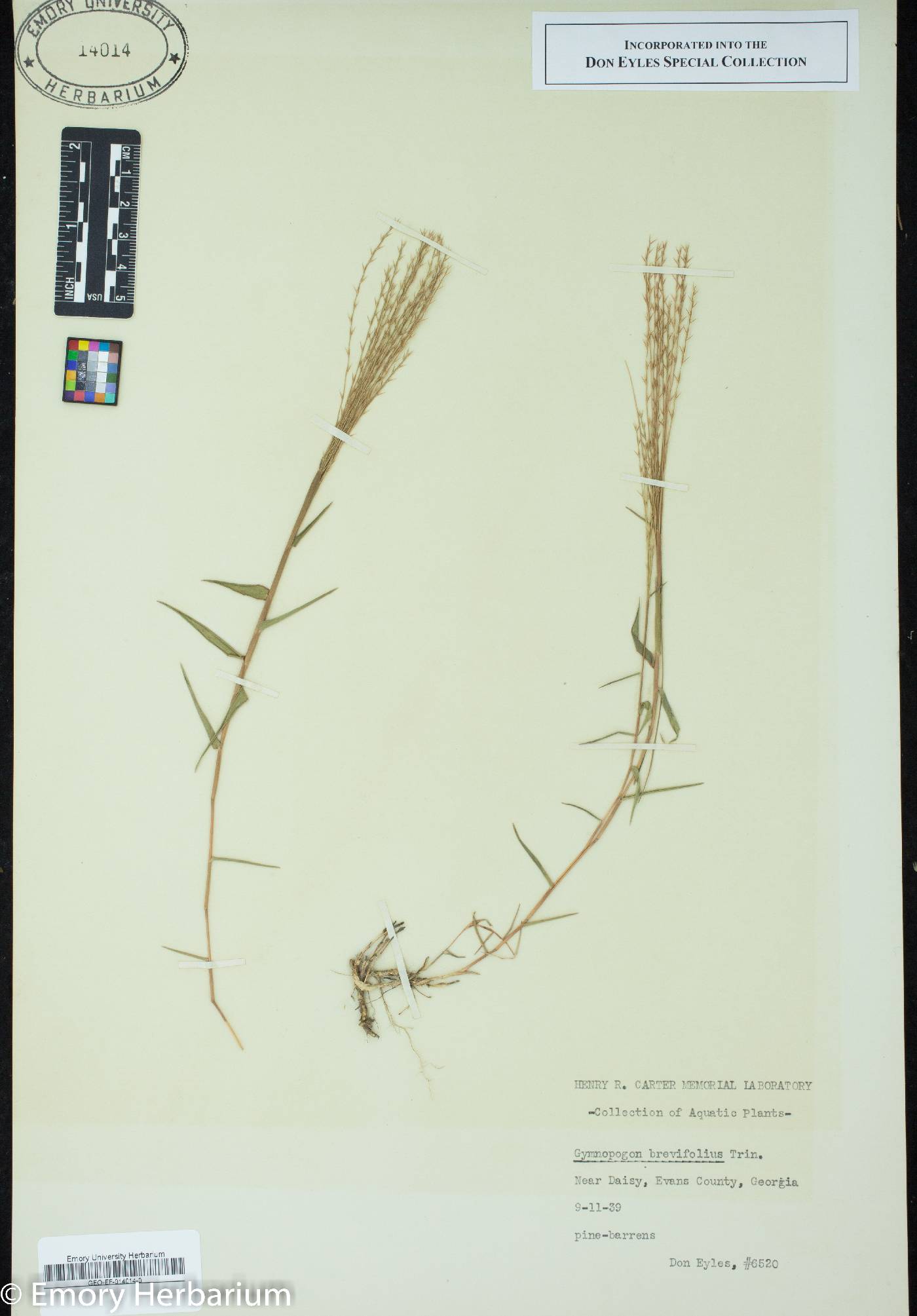 Gymnopogon brevifolius image