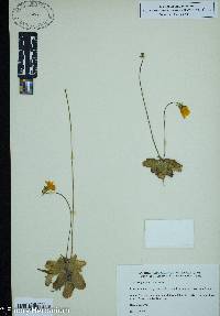 Pinguicula lutea image