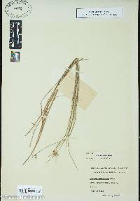 Scleria pauciflora image