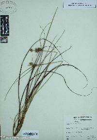 Carex tenax image