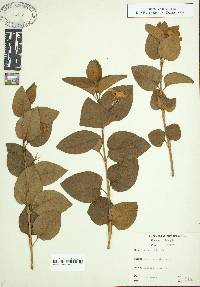 Vinca major image