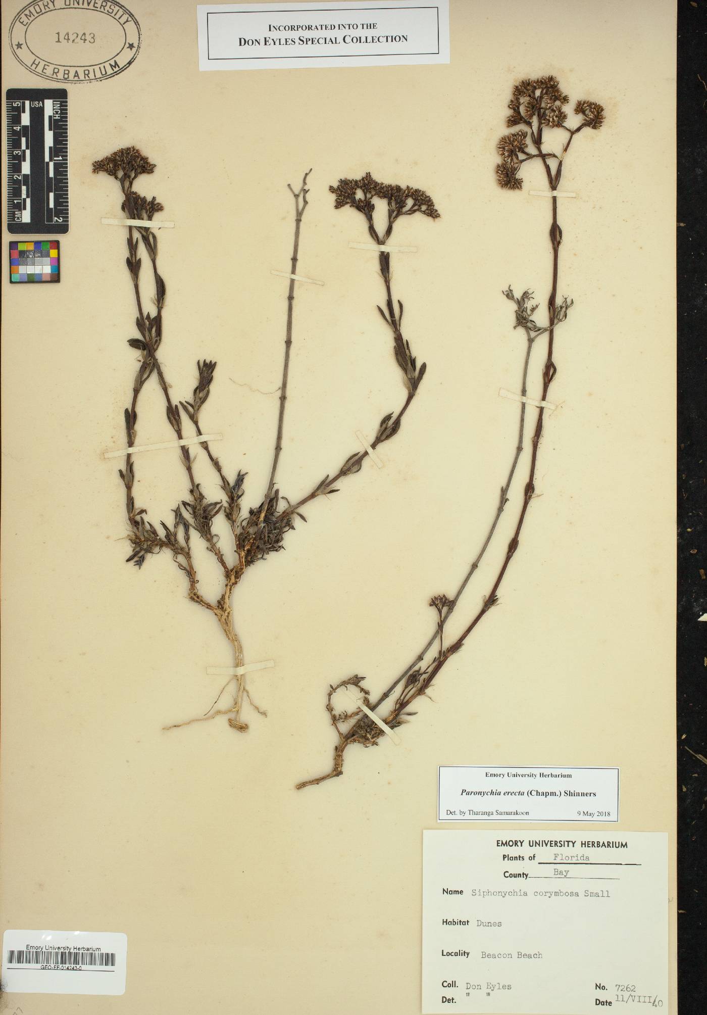 Paronychia erecta image