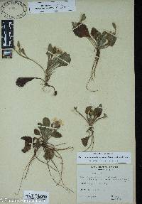 Chrysogonum virginianum var. australe image