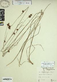 Rhynchospora fascicularis var. distans image