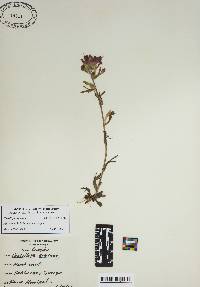 Castilleja coccinea image