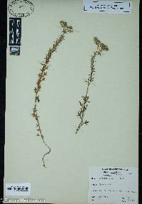 Image of Eryngium aromaticum