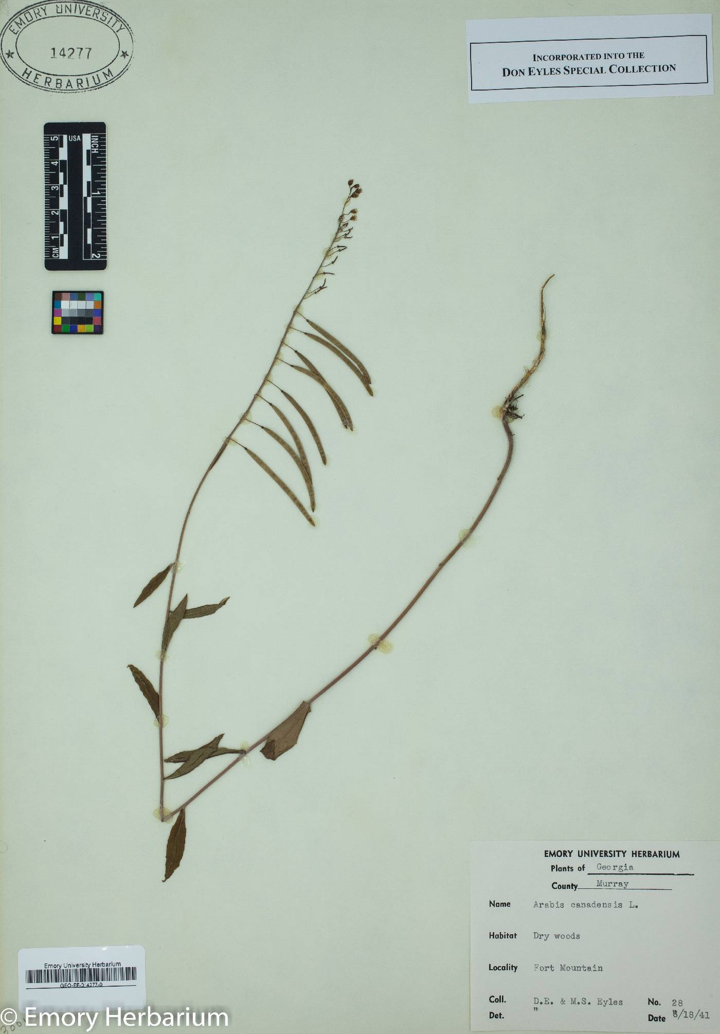 Borodinia canadensis image