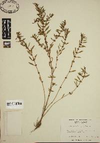 Rotala ramosior image