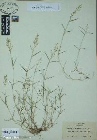 Eragrostis hypnoides image