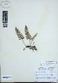 Pleopeltis polypodioides image