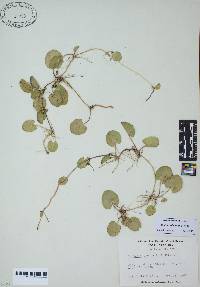 Centella asiatica image