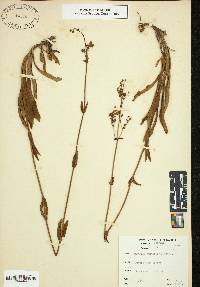 Penstemon multiflorus image