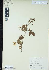 Rubus trivialis image