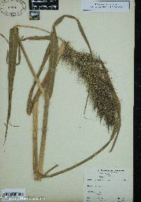 Echinochloa walteri image