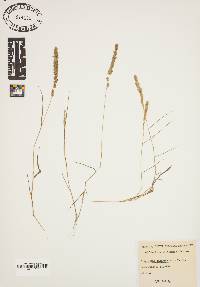 Eragrostis ciliaris image